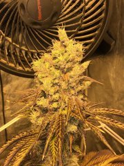 Royal gorilla RQS