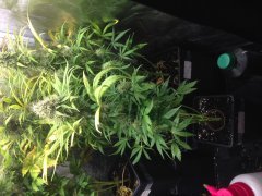 IMG_0129.JPG