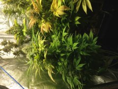 LILLY 1