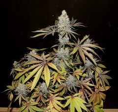 Alpine OG