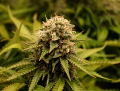 Blimburn Seeds Chemdog #4 (freebie)