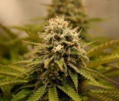Blimburn Seeds Chemdog #4 (freebie)