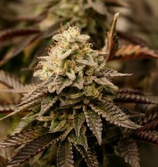 Blimburn Seeds Girl Scout Cookie (freebie)