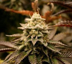 Blimburn Seeds Girl Scout Cookie (freebie)