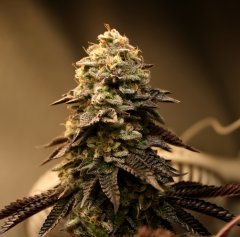 Blimburn Seeds Girl Scout Cookie (freebie)