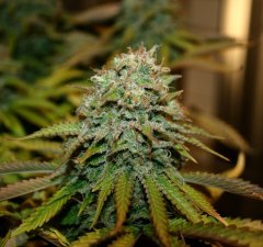 Champagne Kush 12/12 +65