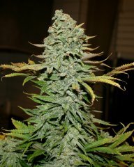 Blue OG 12/12 +65