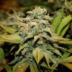 Blue OG 12/12 +65