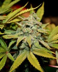 Blue OG 12/12 +65