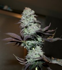 Girl Scout Cookie 12/12 +65