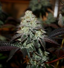 Girl Scout Cookie 12/12 +65