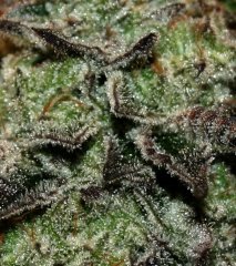Girl Scout Cookie 12/12 +65