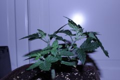 IMG_9771.JPG