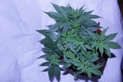 IMG_9771.JPG