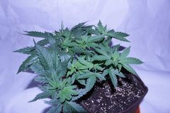 IMG_9771.JPG