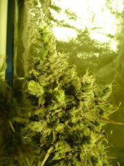 Diesel moonshine mosca