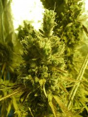 Diesel moonshine mosca