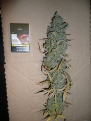 Diesel moonshine mosca