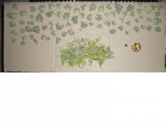 Diesel moonshine meme plante 3eme partie