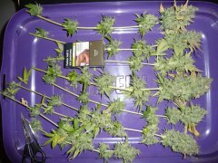 Sativa des rois French touch seed Secondaires