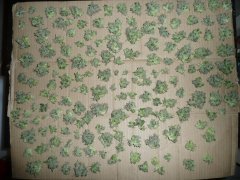 sativa des rois Harvest partie 2