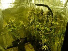 Headbanger x4 - Afghan og