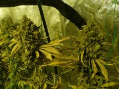 Headbanger Karma genetics