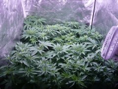 SS widow / chocolope
