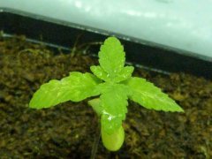 P1240661aaa.jpg