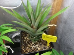 W'ananas 45 jours