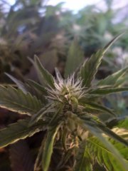 Blue dream