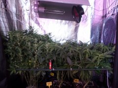 Scrog