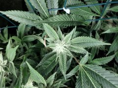 Og kush 12/12: 31eme jours