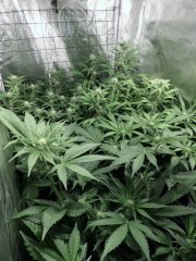 Scrog 12/12: 31eme jours