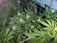 Og kush 12/12: 31eme jours