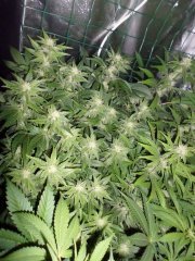 Moby dick 12/12: 31eme jours