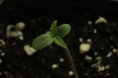 cotyledon