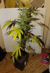 og_kush_F2
