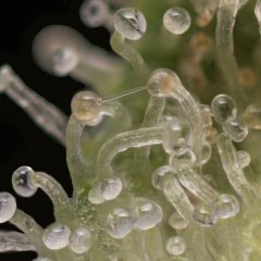 Jack Herer #3