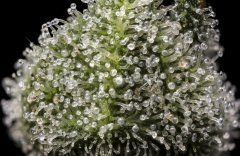 Jack Herer #3