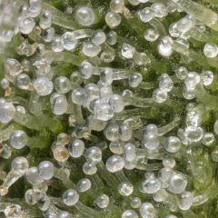 Jack Herer #3