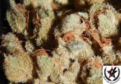 Tangies Cookies #1