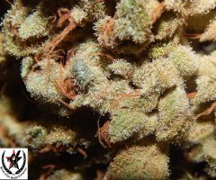 Tangies Cookies #1