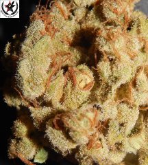 Tangies Cookies #1