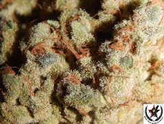 Tangies Cookies #1