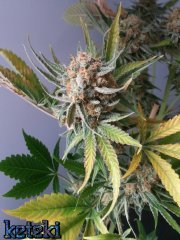 Sugar pop (jtr)
