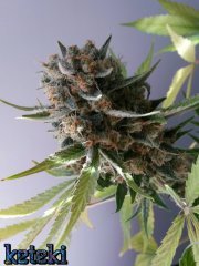 Sugar pop (jtr)