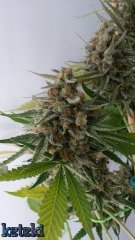 Sugar pop (jtr)