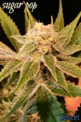 Sugar pop#1 s2 f50