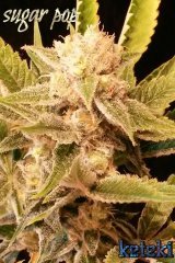 Sugar pop#1 s2 f50